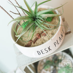 desk plant | planter
