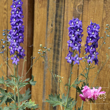 delphinium | seeds