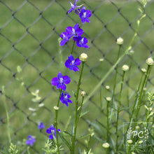 larkspur | seeds