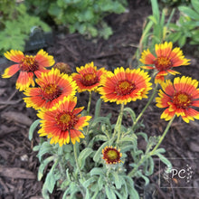 blanket flower | seeds