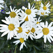 shasta daisy | seeds