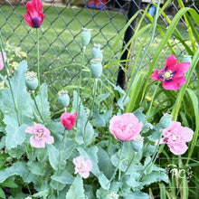 poppy mix | seeds