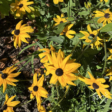black eyed susan | seeds