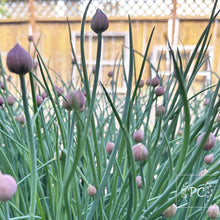chives | seeds