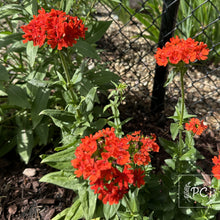 maltese cross | seeds