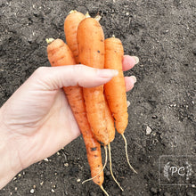 carrot | seeds