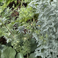 sea holly | seeds