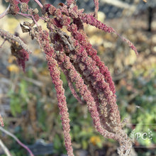 amaranthus | seeds