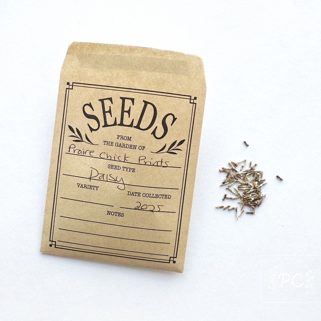 shasta daisy | seeds